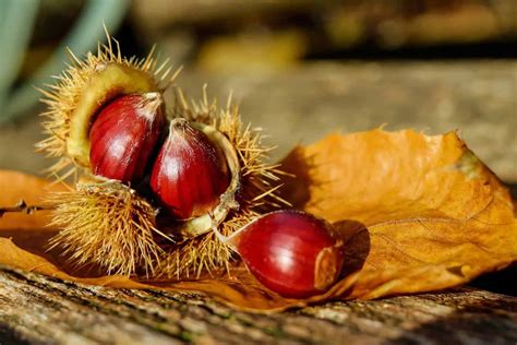 Sweet Chestnut (Castanea sativa) | Wildway Bushcraft