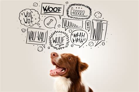 The 5 Styles of a Dog’s Bark | AZ Dog Smart Academy