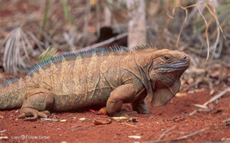 Jamaican Iguana | Animals, Iguana, Species