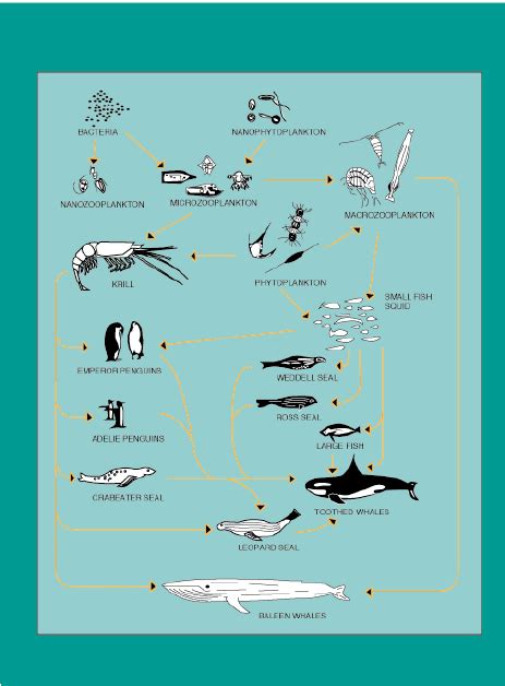 Diagram of the Antarctic food web showing the central role of krill ...