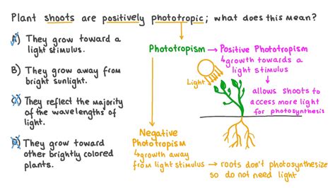 Question Video: Describing Phototropism in Plant Shoots | Nagwa