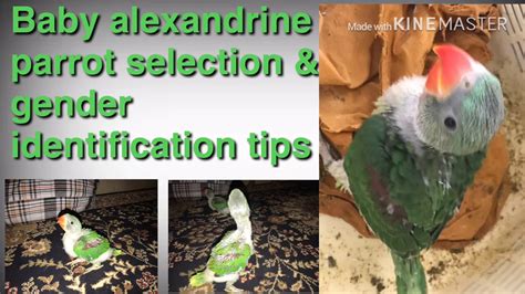 Baby parrot care & tips ( Alexandrian or raw ) selection & male, female ...