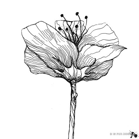 Poppy Flower Scientific Drawing at GetDrawings | Free download