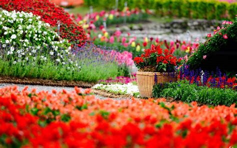 HD Flowers Garden, Colorful Flowers Spring Image, #25951