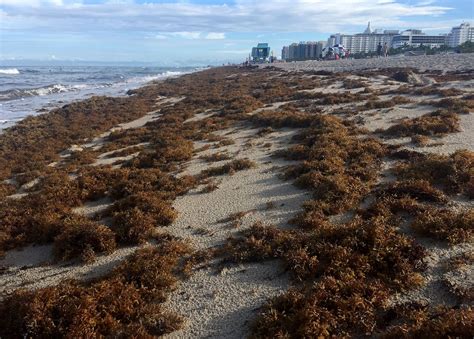 Giant Seaweed Blob Twice the Width of the U.S. Starts to Arrive in ...