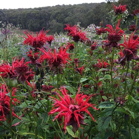 Monarda didyma : Lynwood Garden