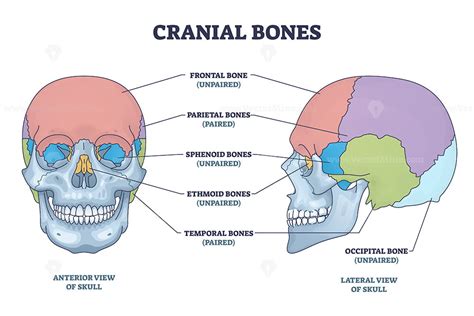 Cranial bones anatomy and skull skeleton medical division outline diagram - VectorMine