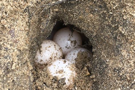 How to Hatch & Take Care of Snapping Turtle Eggs (Full Guide)