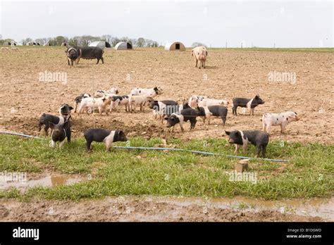 Freerange pigs at Wallops Wood dairy farm Droxford Hampshire England ...