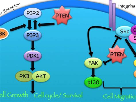 Turning On the PTEN Tumor Suppressor Protein - NCI