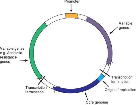 Plasmid Structure