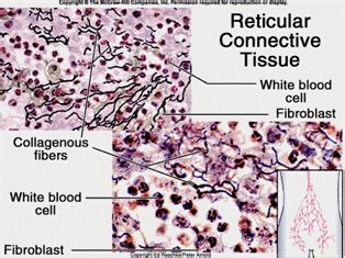 loose connective tissue reticular - Google Search | Loose connective tissue, Tissue, Histology ...