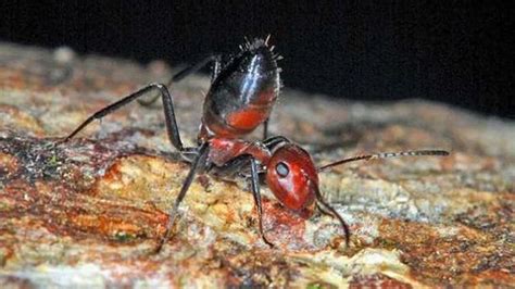 Scientists discover new species of exploding ant | Offbeat News | Sky News