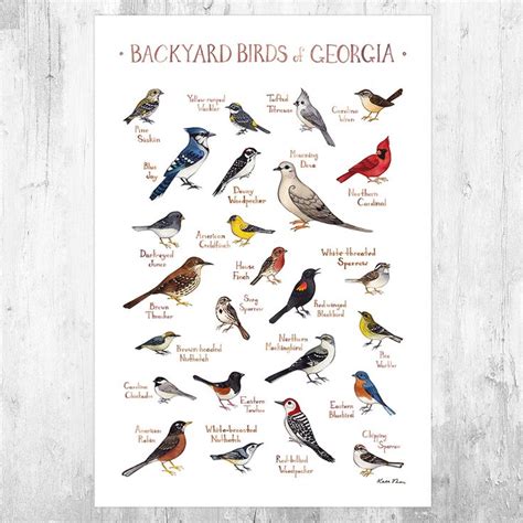 the backyard birds of georgia poster is displayed on a wooden surface ...