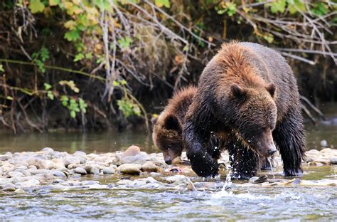 Wildlife in Canada | Canada Travel Designers