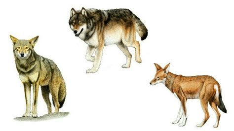 All Wolf Species - Species List (No Sub-species) Re-upload - YouTube