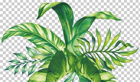 Leaf Swiss Cheese Plant Botanical Illustration Green PNG, Clipart, Botanical Illustration ...