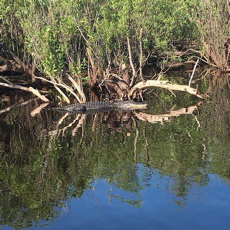 St. Johns River Wildlife Tours (Satellite Beach) - 2022 What to Know ...