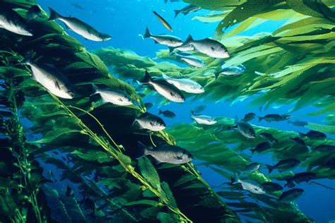 Study: Increasing Frequency of Ocean Storms Could Alter Kelp Forest Ecosystems | UVA Today