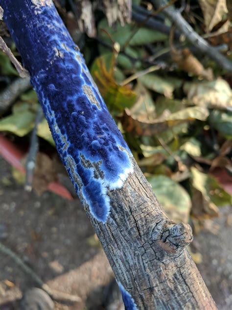 Deep Blue Slime mold: Not our typical shiny, but very cool nonetheless ...