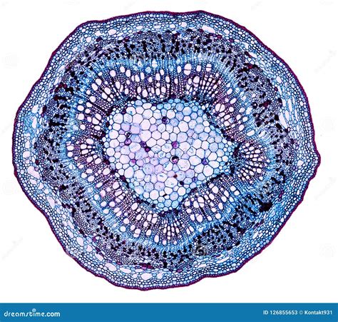 Microscopic Cross Section Cut of a Plant Stem Under the Microscope Stock Image - Image of ...