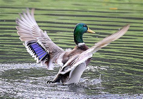 Free download | HD wallpaper: mallard duck flapping its wings on water ...