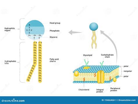 Phospholipid Structure,cell Membrane Structure Infographic. Stock Vector - Illustration of light ...