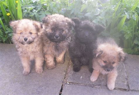 Pomapoo (Pomeranian-Poodle mix) Info, Temperament, Puppies, Pictures | Puppies, Poodle mix, Pomapoo