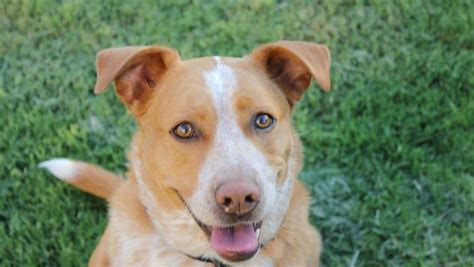 Gorgeous mutt! Red Heeler/ Lab mix... | Australian cattle dog red, Cute ...