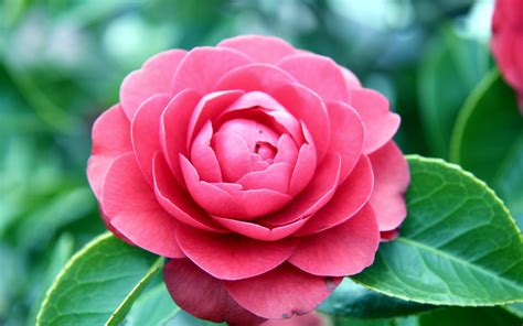 Pink camellia wallpaper | 1920x1200 | #31350