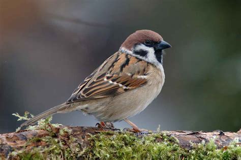 Sparrow - Facts about Sparrow | Passnownow.com