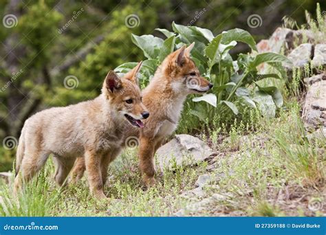 Coyote Puppies Wildlife Canine Coyote Pup Mountains Stock Photo - Image of young, forest: 27359188