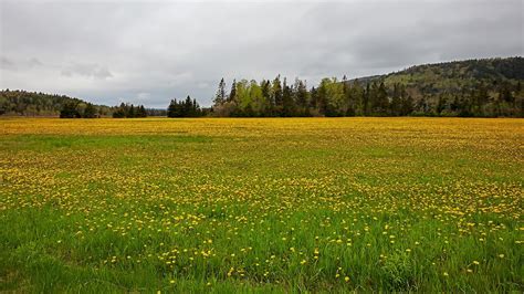 Meadow Wild Flowers Forest - Free photo on Pixabay - Pixabay