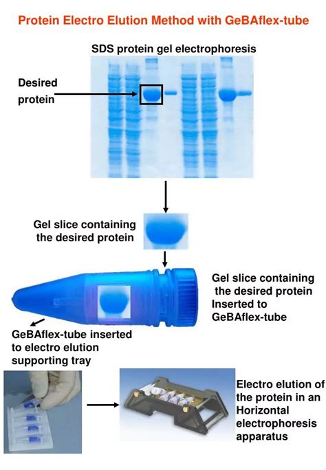 Sds Gel Electrophoresis | Hot Sex Picture