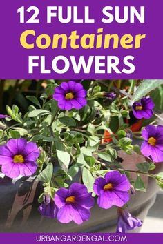 33 Full sun flowers ideas | container flowers, container gardening ...