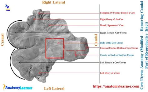 Cow Uterus Anatomy - Horns, Body, and Cervix with Diagram » AnatomyLearner >> The Place to Learn ...