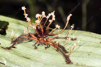 Cordyceps fungus - Stock Image - C028/4051 - Science Photo Library