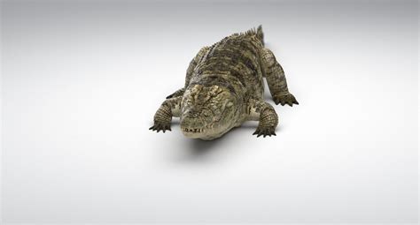 3D Crocodile Animated model — Missset