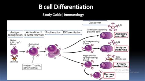 Differentiation of B cells into Plasma cells |Immunology | Study Guide ...