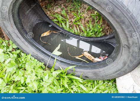 Used Tyres Potentially Store Stagnant Water And Mosquitoes Breed Stock Photo | CartoonDealer.com ...