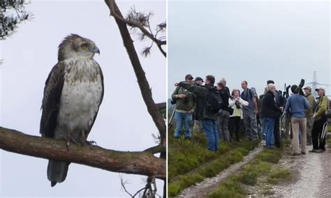 Birds of a feather: Hundreds of twitchers flock to see first ever ...