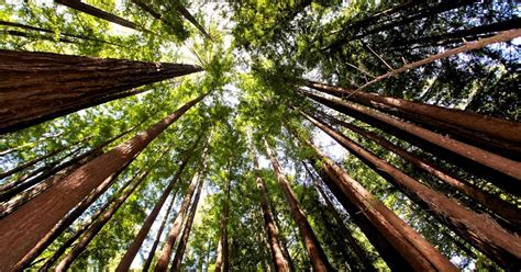 Hike through Portola Redwoods State Park, La Honda, California