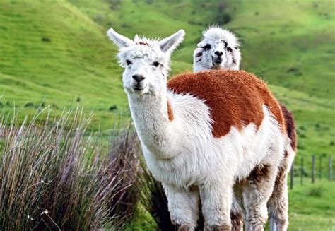 Peru - Alpacas, Llamas | Llama, Peru, Animals