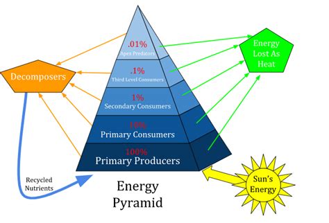 Draw a diagram of the pyramid of energy. In the ecosystem, energy flow is unidirectional. Explain.