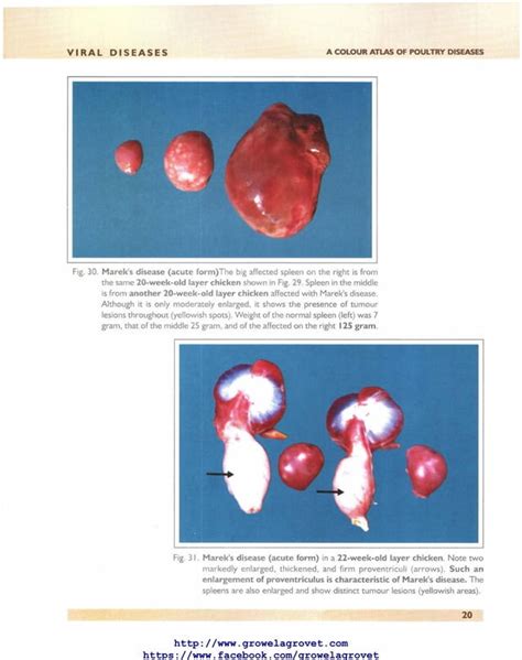 A Colour Atlas of Poultry Diseases. | PDF