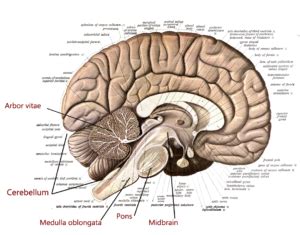 The brain stem and the cerebelleum | Human Anatomy and Physiology Lab ...