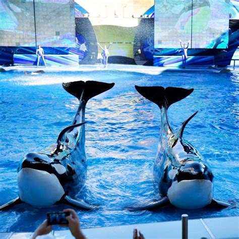 Seaworld Orlando | Seaworld orlando, Sea world, Ocean animals