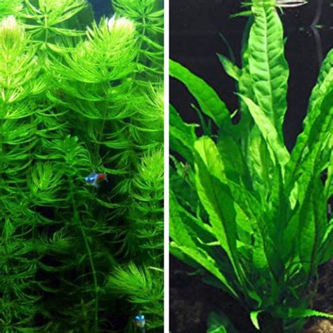 Hornwort Plant