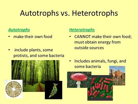 Pin by c h e l s e a on s c i e n c e | Photosynthesis and cellular ...