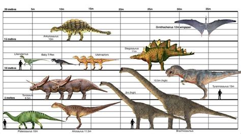 HERE IS A DINOSAUR SIZE CHART | Dinosaur images, Prehistoric animals ...